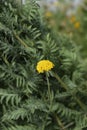 Parkers Variety yarrow