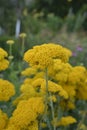 Parkers Variety yarrow flowers - Latin name - Achillea filipendulina Parkers Variety