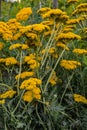 Parkers Variety yarrow flowers - Latin name - Achillea filipendulina Parkers Variety