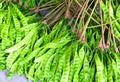 Parkia speciosa, tropical vegetable in South East Asia