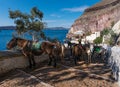 Parking of donkeys. The city of Thira. The island of Santorini. Greece.