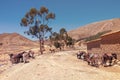 Parking donkeys in Tarabuco, Bolivia