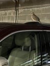 Love Dove perched on top of car roof