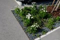 Parking in the parking lot at the flowerbed in the shape of a lane with trimmed ornamental grasses. Concrete stops for vehicles wh Royalty Free Stock Photo