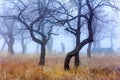 A parking lot in an oak forest in late autumn on a foggy morning