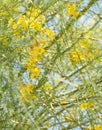 Parkinsonia aculeata blossom Royalty Free Stock Photo