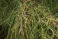 Flowers and fruits of Parkinsonia aculeata tree