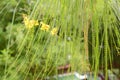 Parkinsonia aculeata leaf