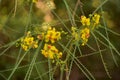 Parkinsonia aculeata in Sacher Park Jerusalem Royalty Free Stock Photo