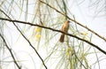 Parkinsonia aculeata tree with streak-eared-bulbul bird