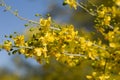 PARKINSONIA FLORIDA BLOOM - TWENTYNINE PALMS - 050120 D Royalty Free Stock Photo