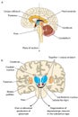 Parkinsonian brain