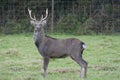 Parkland sika stag Royalty Free Stock Photo
