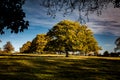 Parkland trees Royalty Free Stock Photo