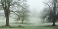 Parkland trees and mist Royalty Free Stock Photo