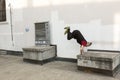 Parkour acrobat in action in Zagreb, Croatia