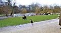 Amsterdam Parks during autumn during cloudy day. Royalty Free Stock Photo