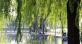 Parks of Beijing. Park near Olimpic Stadium. China Royalty Free Stock Photo