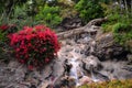 Parks and gardens on the Canary Islands