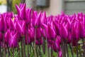 Parks, gardens and tulips&purple tulips
