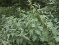 Parks in London, England; plants of nettle.