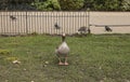 Parks of London - a posing duck.