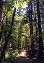 Tree lined path at Rathtrevor Beach, Parksville, BC Royalty Free Stock Photo