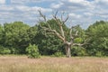 Parliament Hill in Hampstead Heath, London, UK Royalty Free Stock Photo