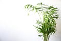 Parlor palm houseplant (chamaedorea elegans), isolated on a white background