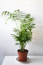 Parlor palm houseplant (chamaedorea elegans), isolated on a white background Royalty Free Stock Photo