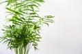 Parlor palm houseplant (chamaedorea elegans), isolated on a white background