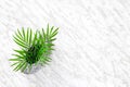 Parlor palm leaves in a granite vase on marble background