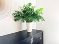 Parlor palm plant decorating black wooden dresser Royalty Free Stock Photo