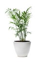 Parlour Palm. Chamaedorea Elegans in pot isolated on white background