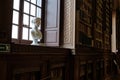Parma, Italy - 24 March 2023: Palatine Library in the Palazzo della Pilotta, Parma, Italy