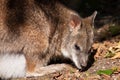 A parma wallaby