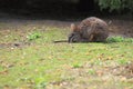 Parma wallaby