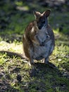 Parma wallaby, Macropus parma, is one of the small kangaroos