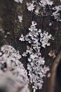 Parmelia on the tree. Gray lichen on a tree branch. Abstract image, macro, beautiful texture. Grayscale, natural texture. Royalty Free Stock Photo