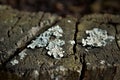 Parmelia growing on the tree trunk in the park Royalty Free Stock Photo