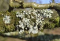 Parmelia Lichen Royalty Free Stock Photo
