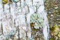 Parmelia sulcata lichen on birch bark. Macro Royalty Free Stock Photo