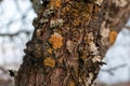 Parmelia sulcata lichen on a tree bark trunk