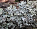 Parmelia sulcata is a species of lichen of the genus Parmelia (Parmelia) of the Parmeliaceae family.o Royalty Free Stock Photo
