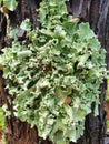 Parmeliaceae, foliose lichen Royalty Free Stock Photo