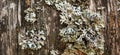 Parmeliopsis on bark of tree. Macro lichen Royalty Free Stock Photo