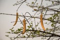 Parmentiera cereifera,Candle Tree Fruit,Candle Stick.