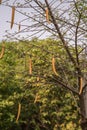 Parmentiera cereifera,Candle Tree Fruit,Candle Stick.