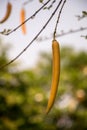 Parmentiera cereifera,Candle Tree Fruit,Candle Stick.