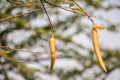 Parmentiera cereifera,Candle Tree Fruit,Candle Stick.